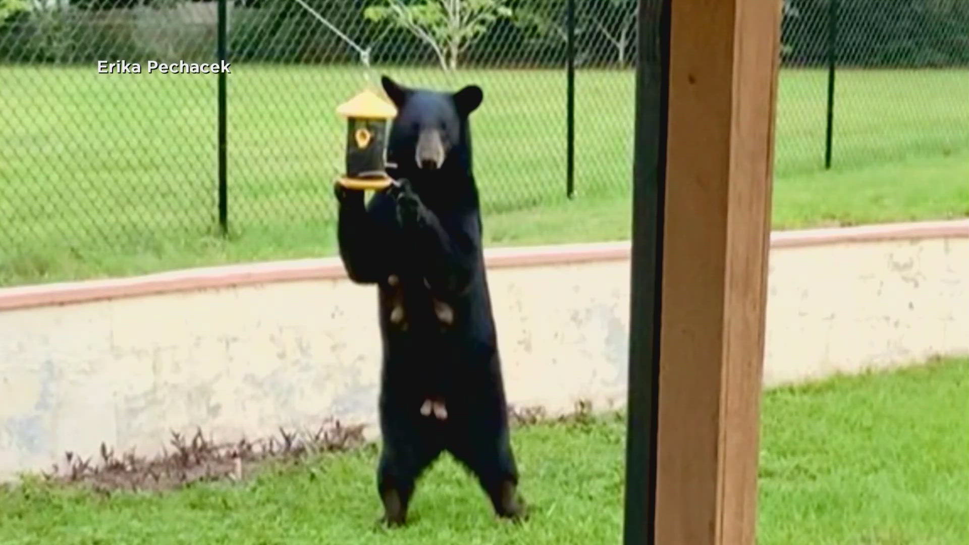 There are about 4,000 Florida black bears, now a recovered species after being classified as threatened not too long ago.