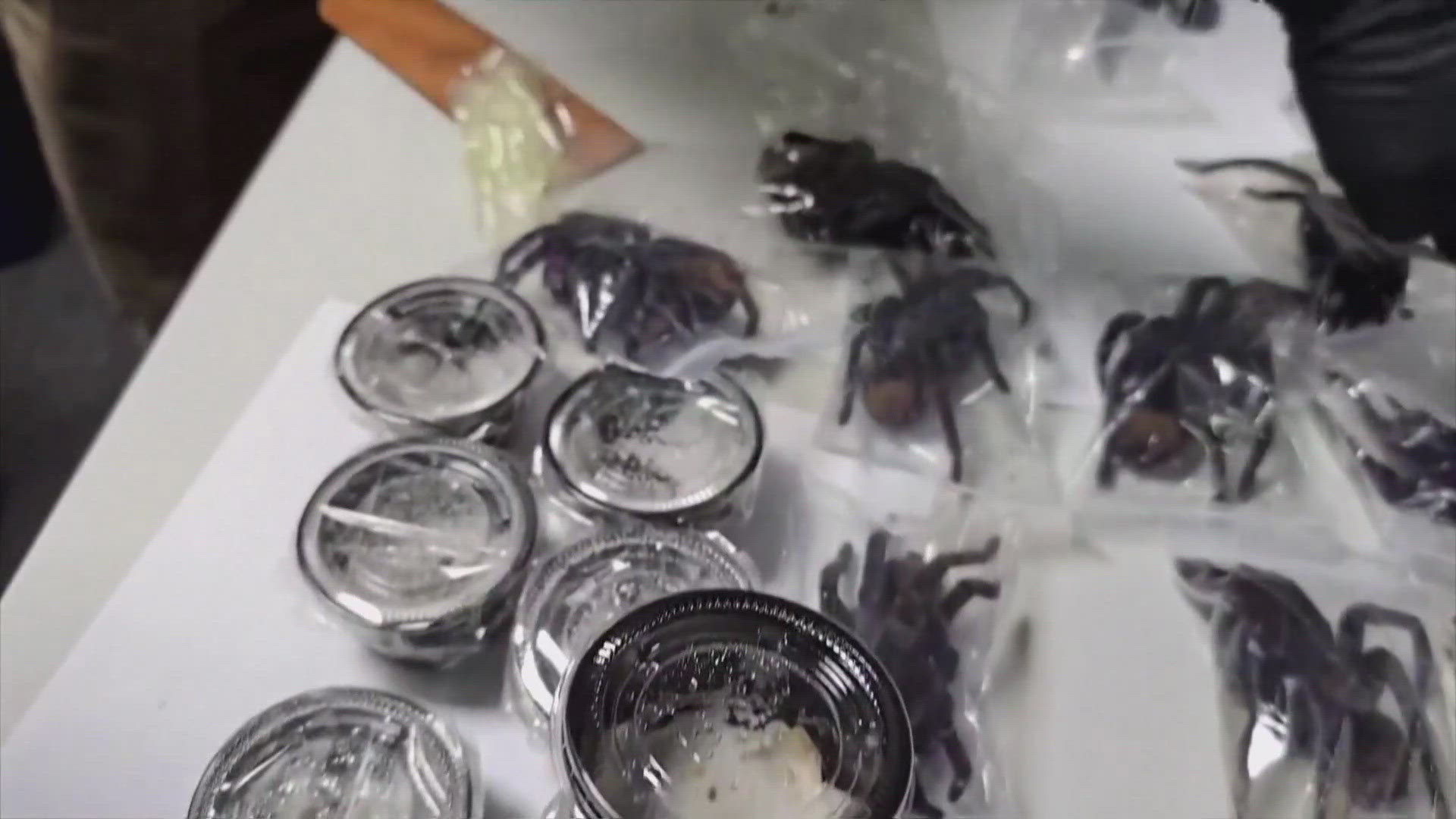 A man was arrested for trying to smuggle 320 tarantulas, 110 centipedes and nine bullet ants out of Peru.