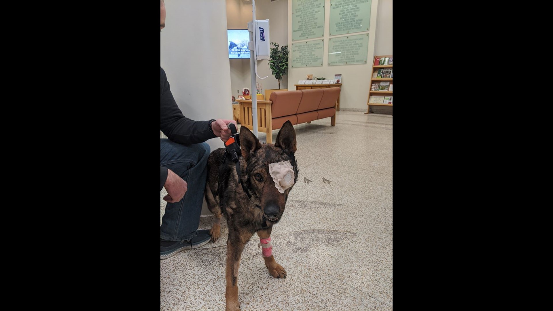 Moses Lake police K-9 released from hospital after losing eye in ...
