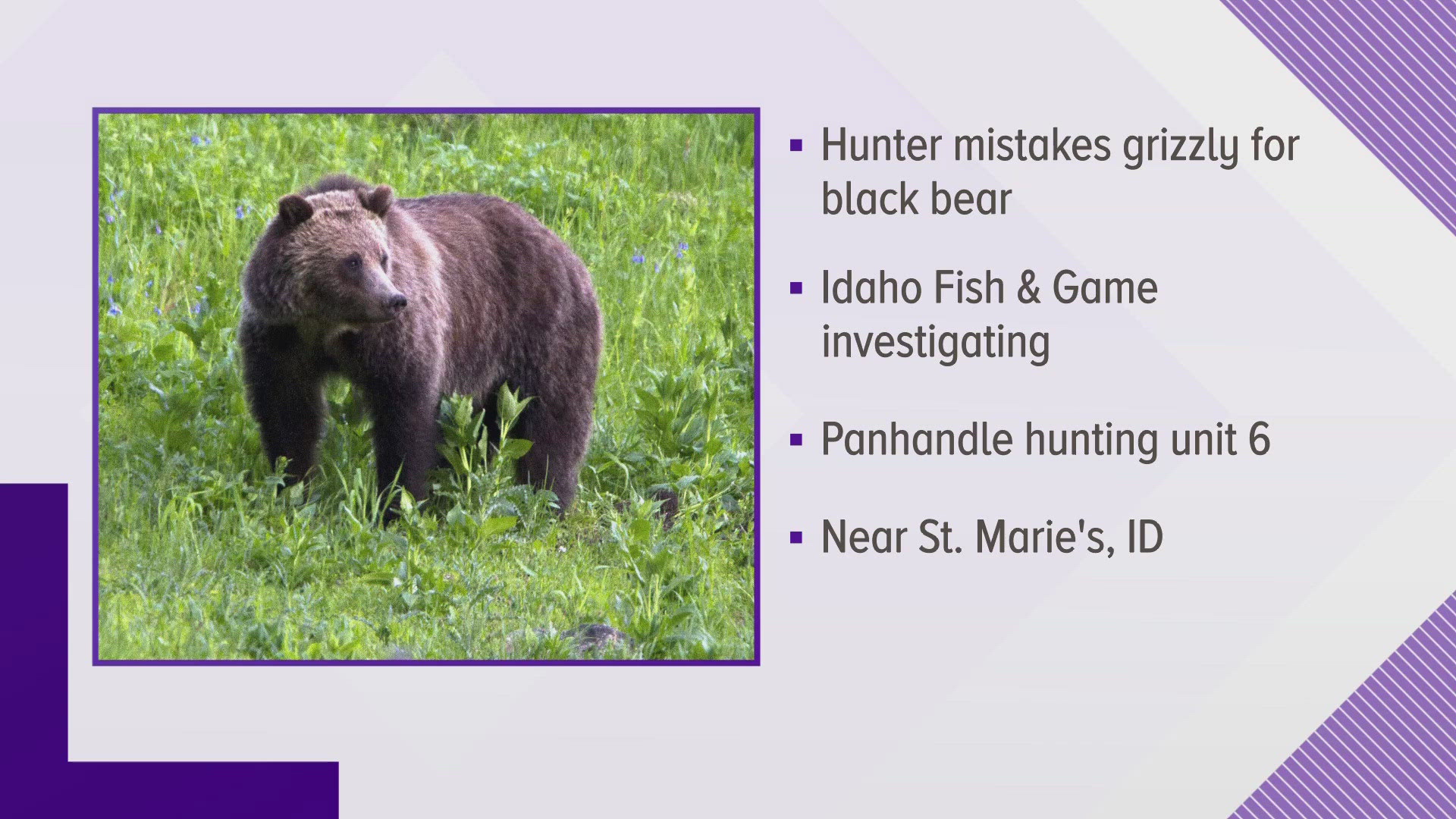 The bear was shot in an area not commonly used by grizzly bears