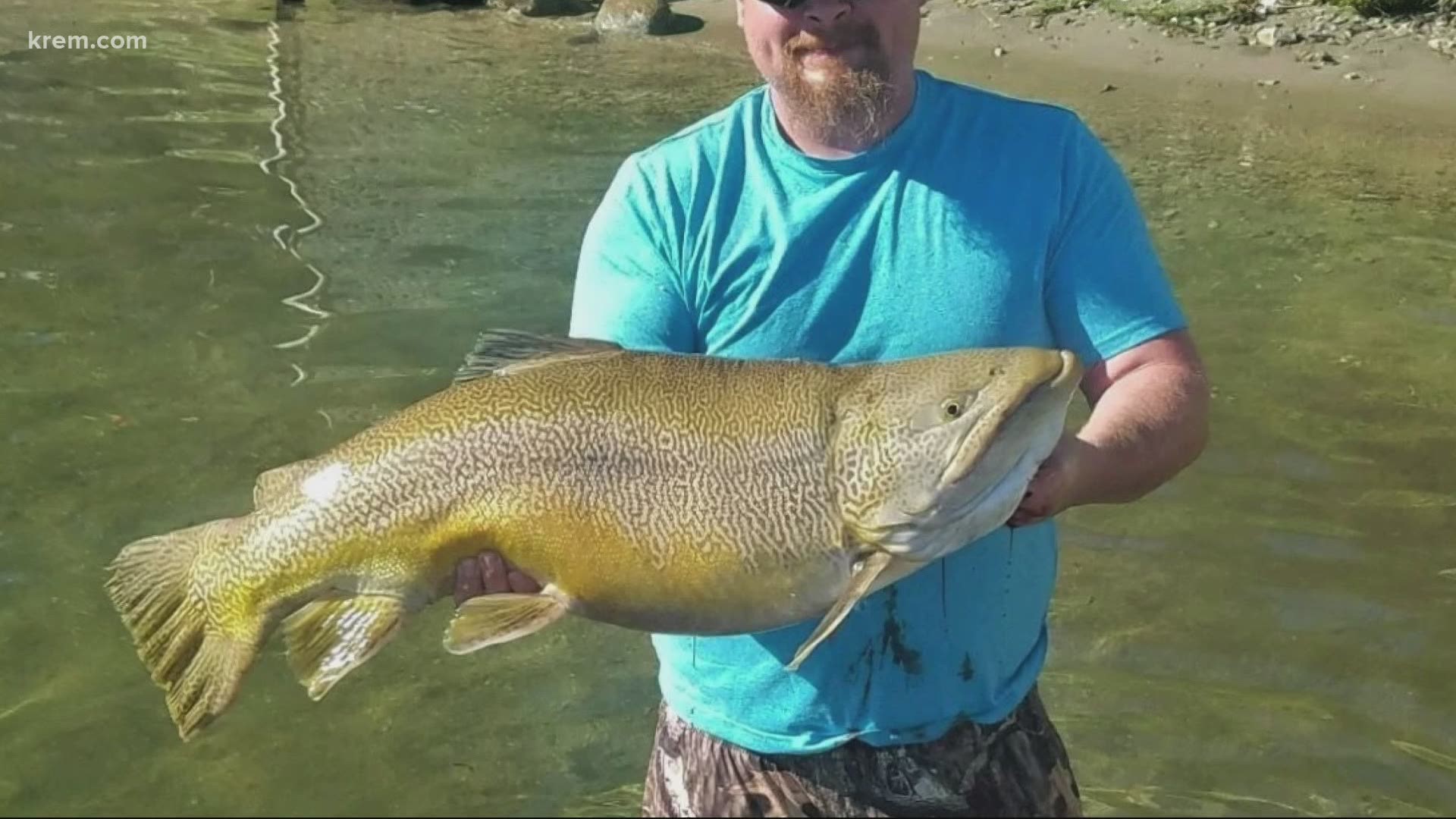 Angler Caylun Peterson caught the 24.49-pound tiger trout on June 26. The fish pulled from the lake in late June shattered a Washington state record.