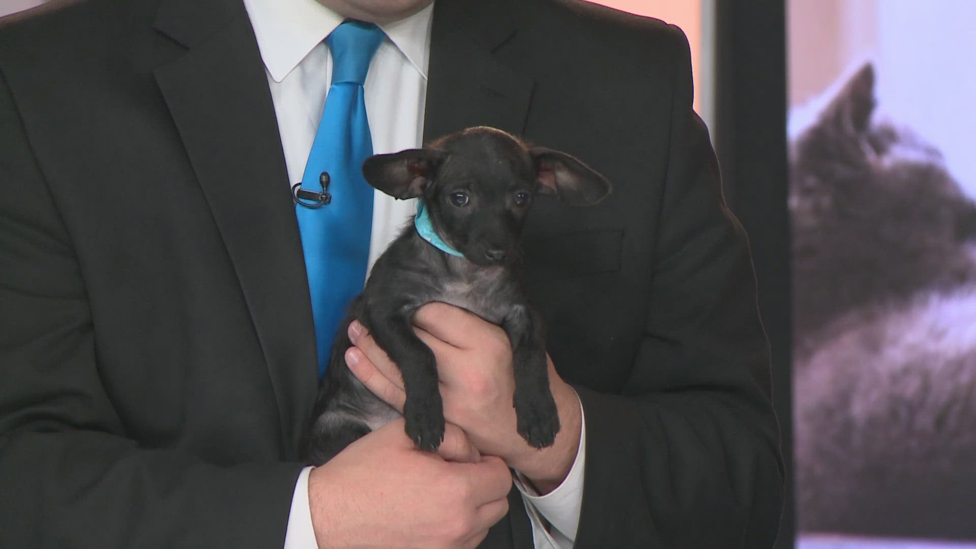 Wilbur, Charlotte, and Templeton are all 2-month-old chihuahua siblings who need a lot of love and a lot of patience.