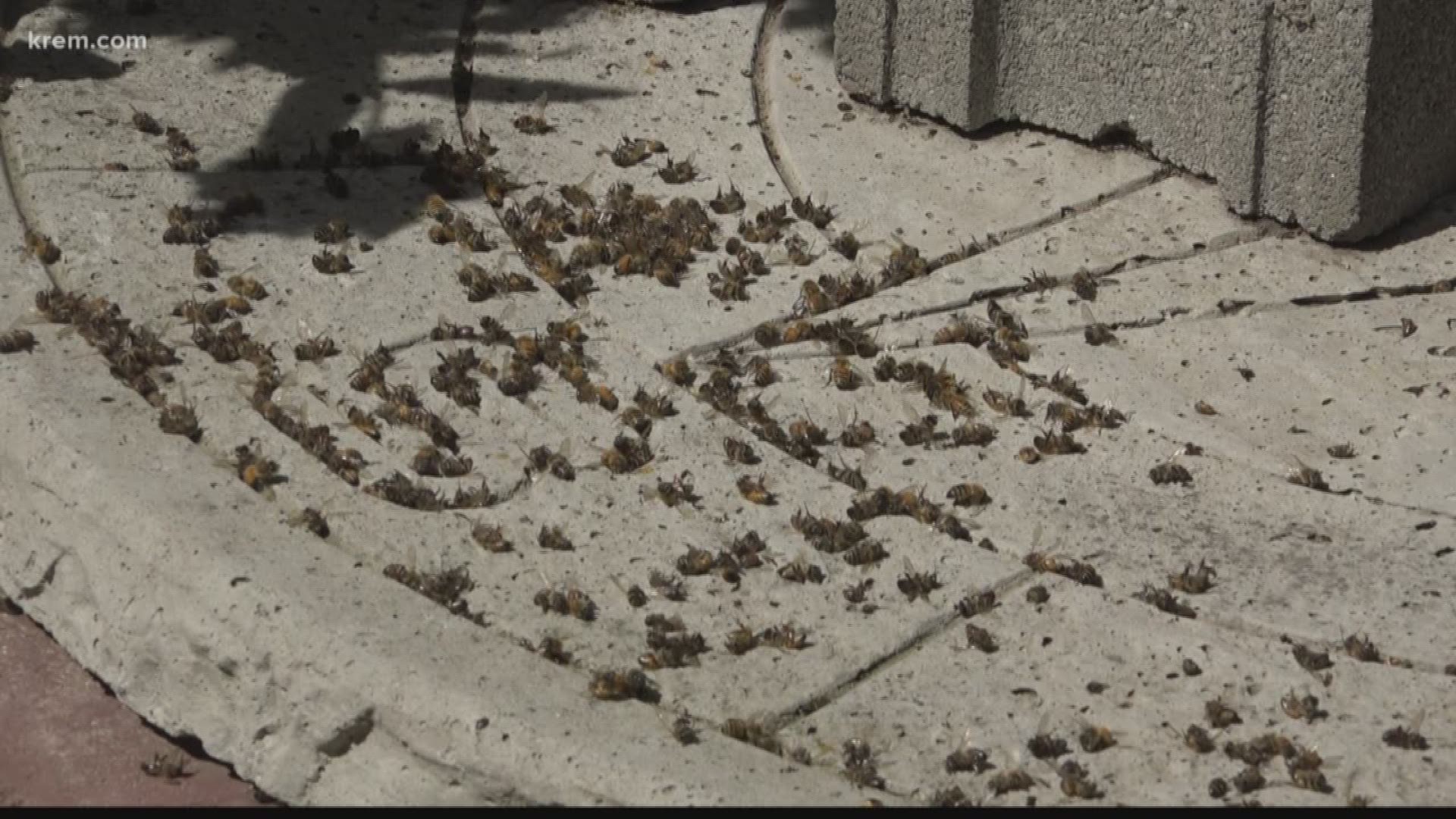 Because of KREM 2's reporting this week, "bee investigators" with the Department of Agriculture opened a case to look into what caused thousands of bees to die in Spokane. KREM 2's Tim Pham was there as they began their investigation.