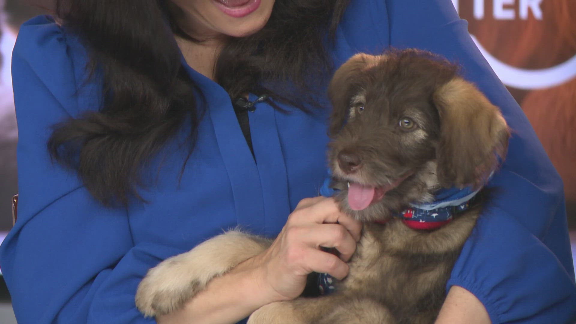 Teuscher is a two-month-old Australian Shepherd/Poodle mix. She was brought into Spokanimal in late December and her adoption would cost $350.