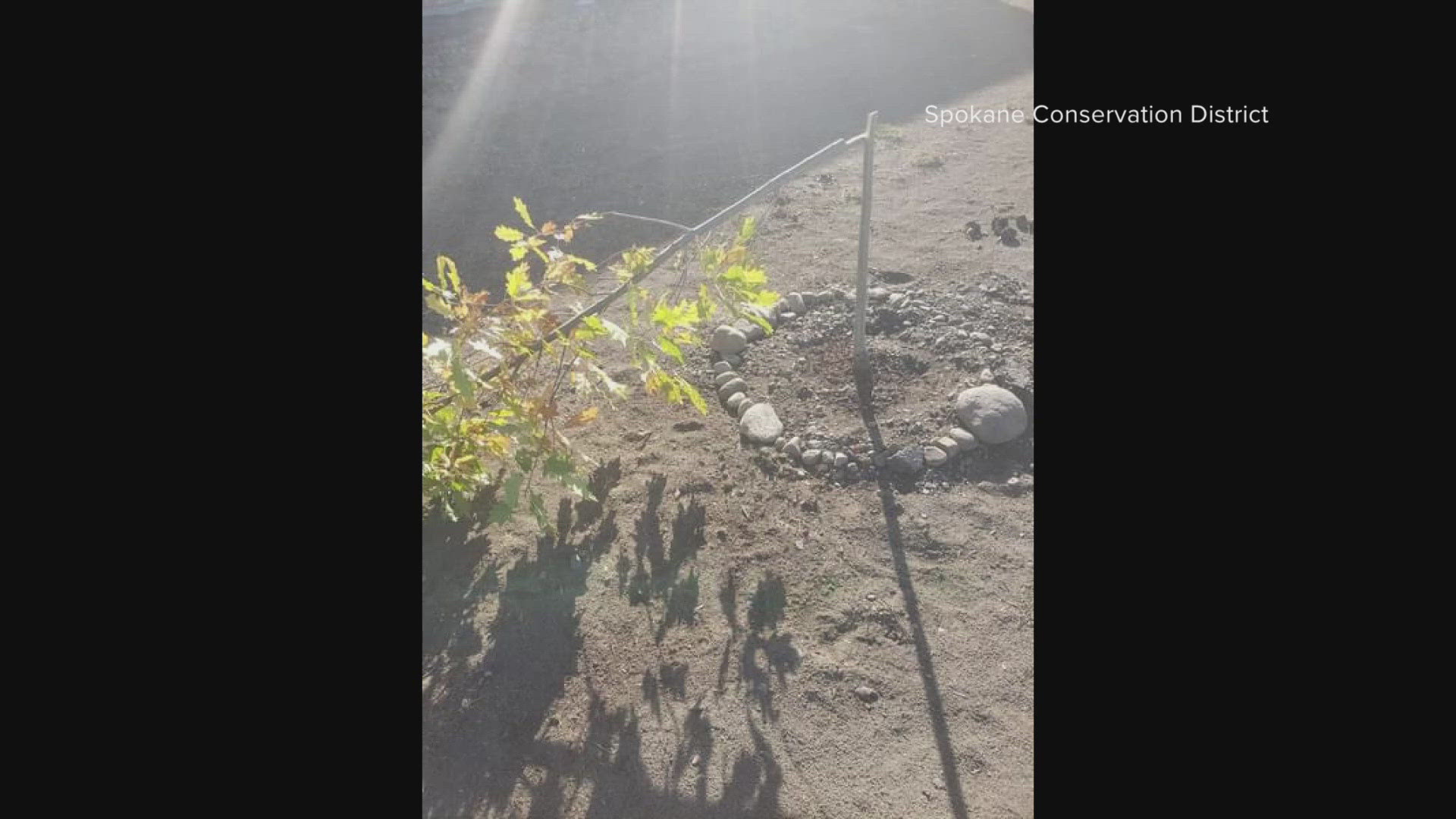 The damaged trees were part of the more than 100 planted as part of SpoCanopy, which aims to bring shade and beautify the region.