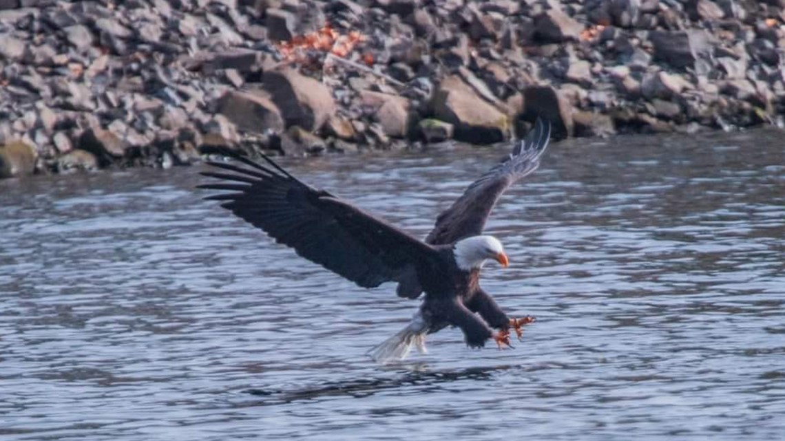 Bald eagles flock to Lake Coeur d'Alene to feed on Kokanee Salmon
