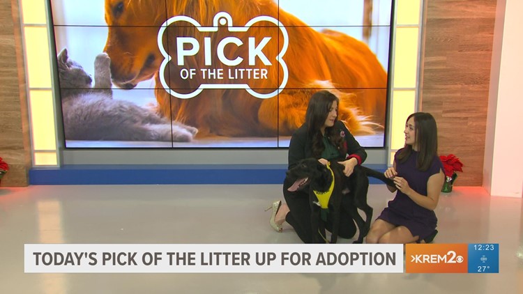 Pick of the Litter | A Special KREM Cares treat to Spokanimal