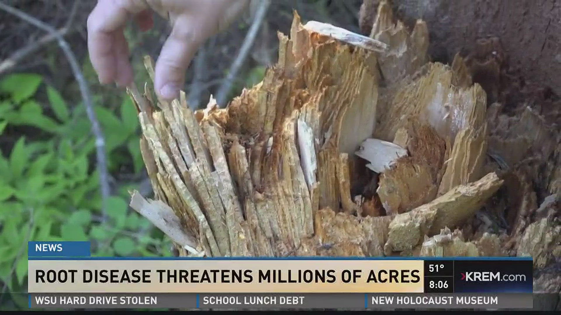 Root disease threatens millions of acres