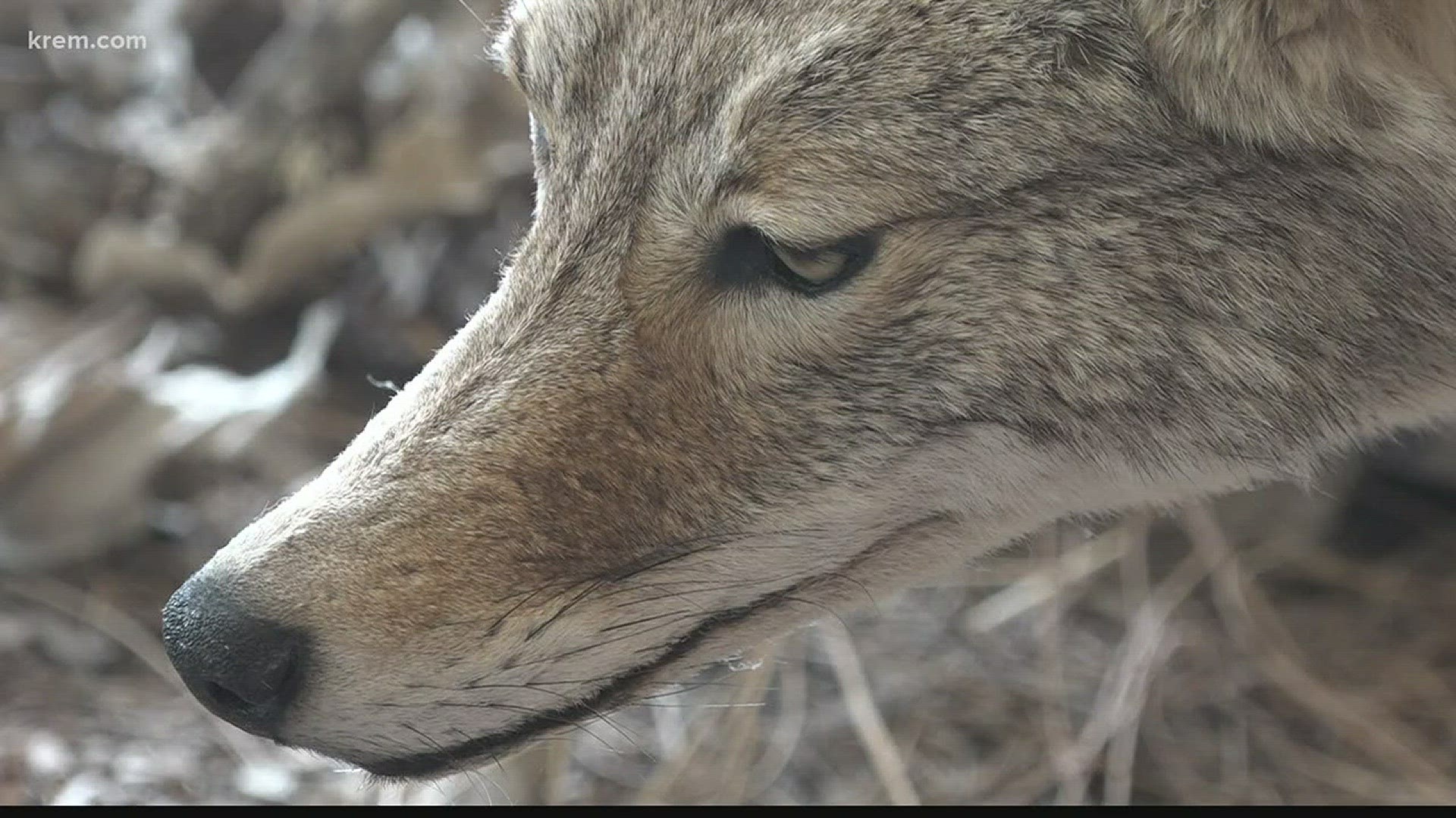 Coyote or Wolf?