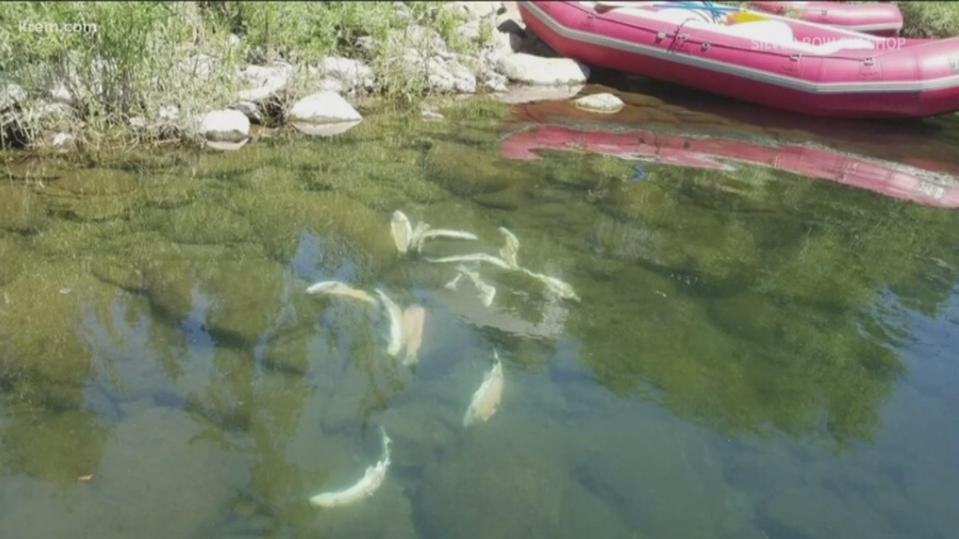 Fishing guide finds 13 redband trout dead and discarded in the Spokane River