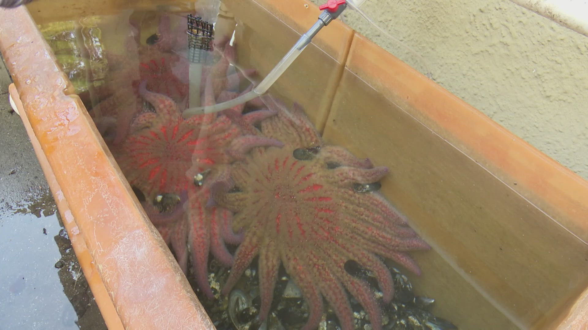 Disease nearly wiped out sunflower sea stars about 10 years ago, and University of Washington scientists are using the lingering population to save the species.