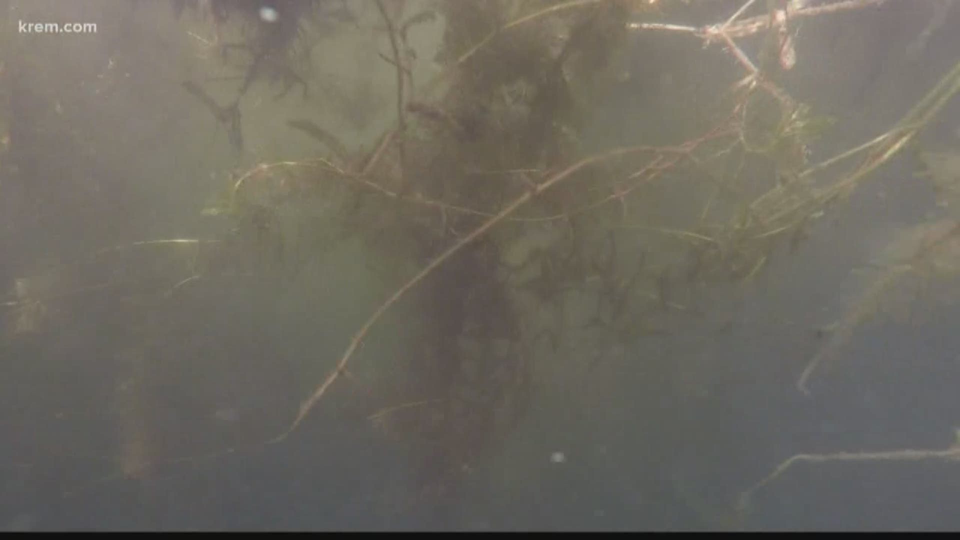 Milfoil weed takes over Hayden Lake