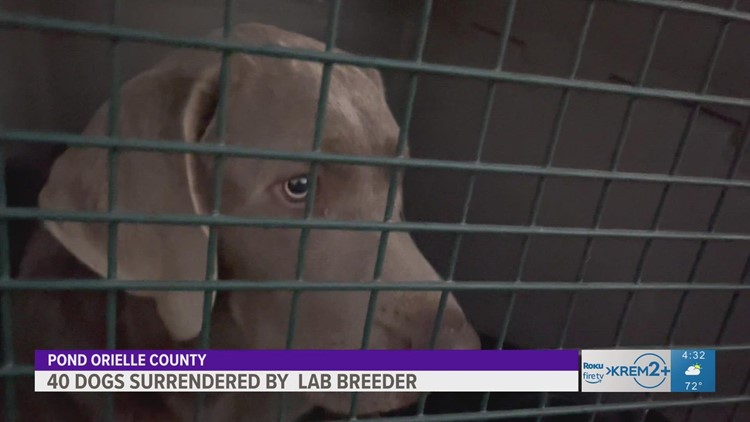 40 English labs rescued from overwhelmed eastern Washington breeder