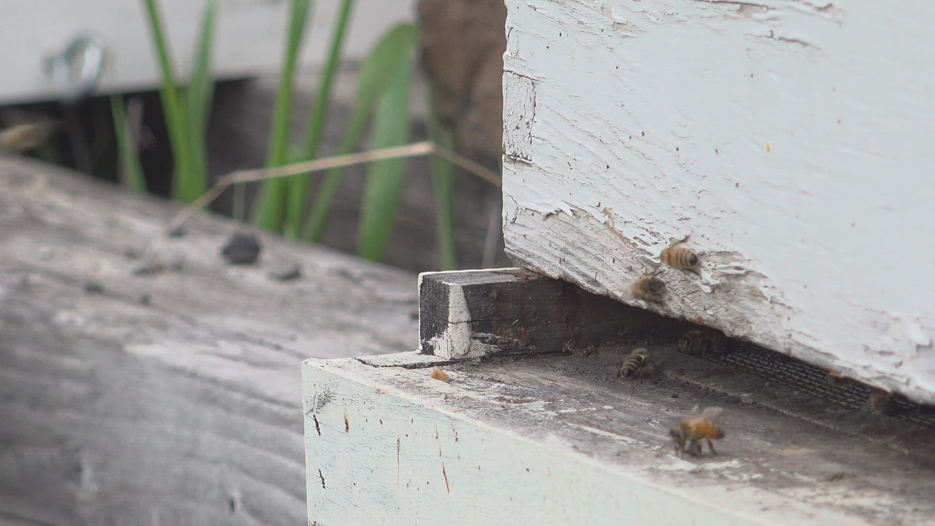 20,000 - 30,000 bees were saved after an accident in the West Plains.