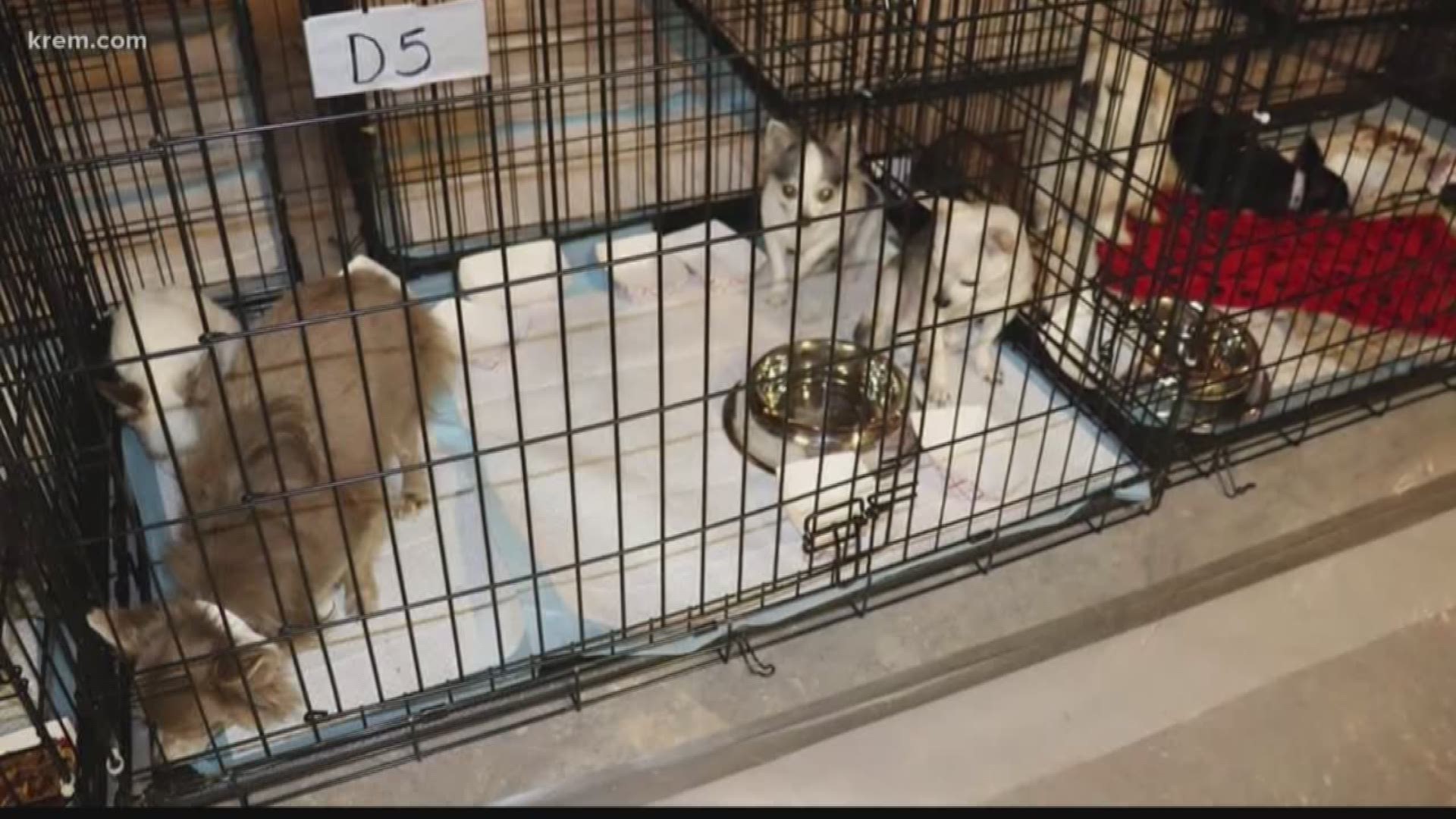 It was last week when authorities in Stevens County announced that they had busted two separate illegal puppy mills, seizing more 250 dogs in the process. The dogs were taken from homes in the Suncrest and Ford areas.