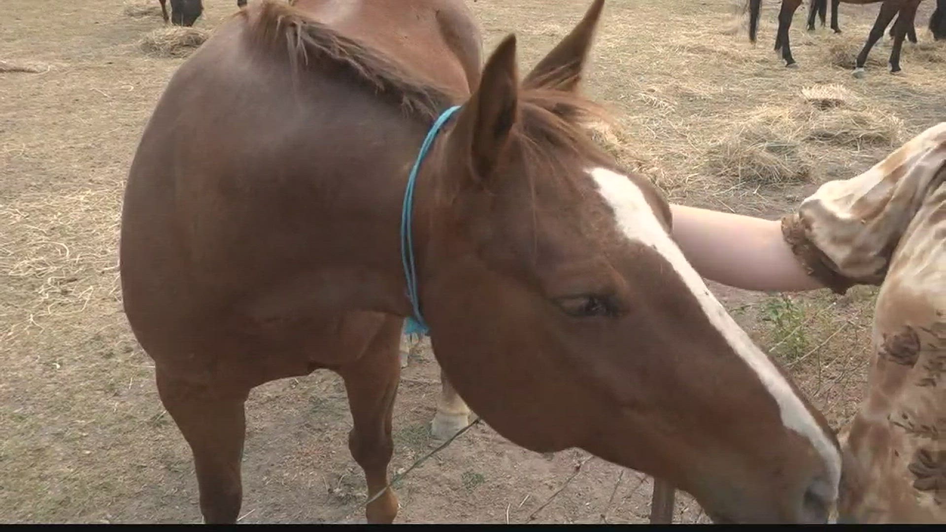 Stevens Co. horse rescue cares for horses abandoned by another rescue