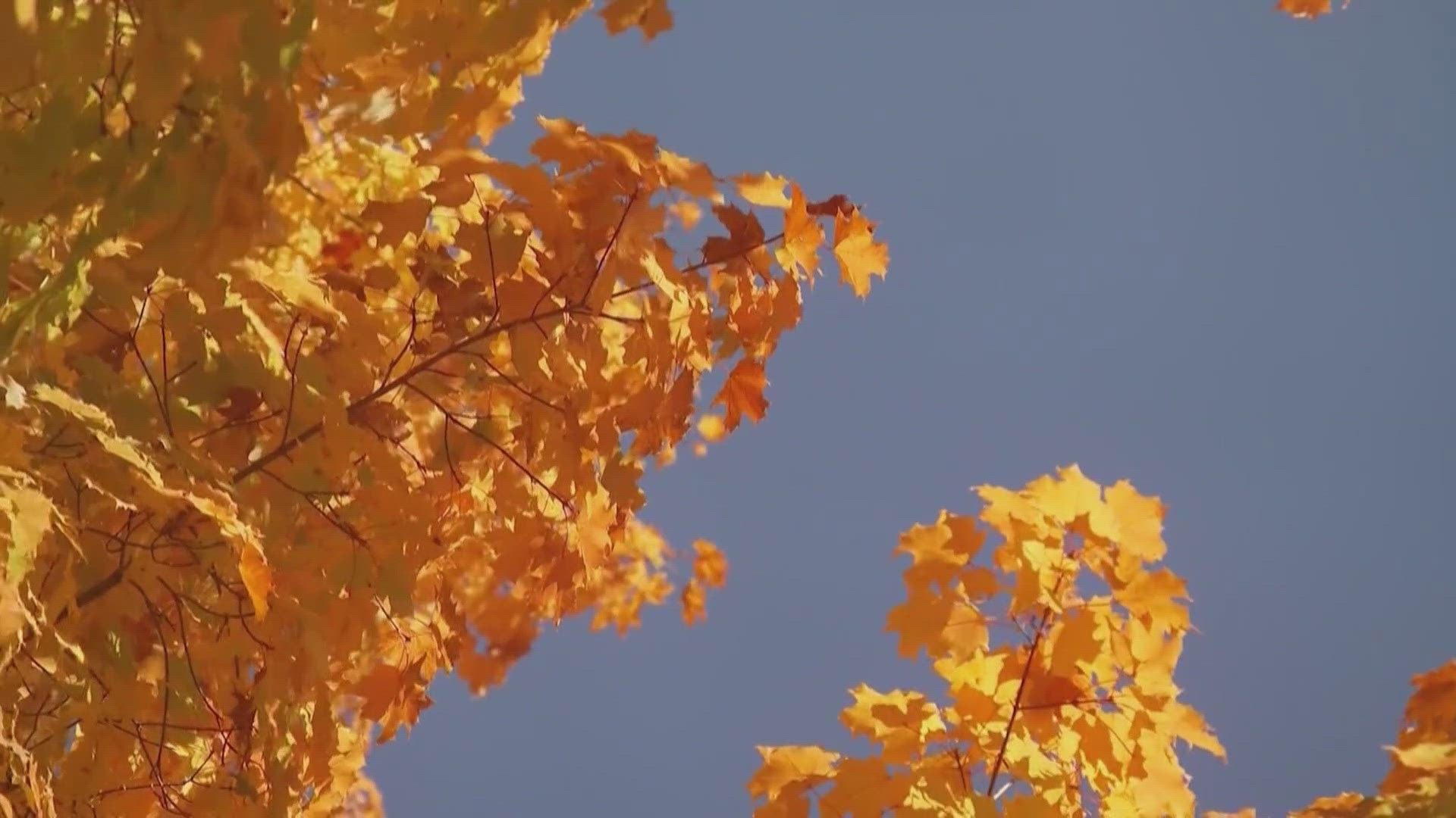Washington’s fall colors could fade faster than usual — here’s why ...