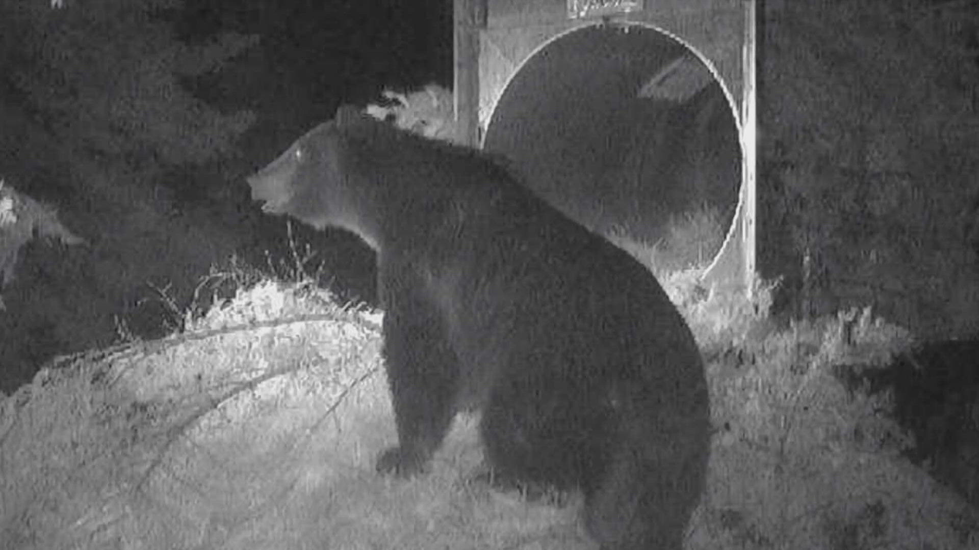 The Stevens County Sheriff's Office says a bear that was trapped north of Colville last September was found breaking into a chicken coop north of Chewelah Sun