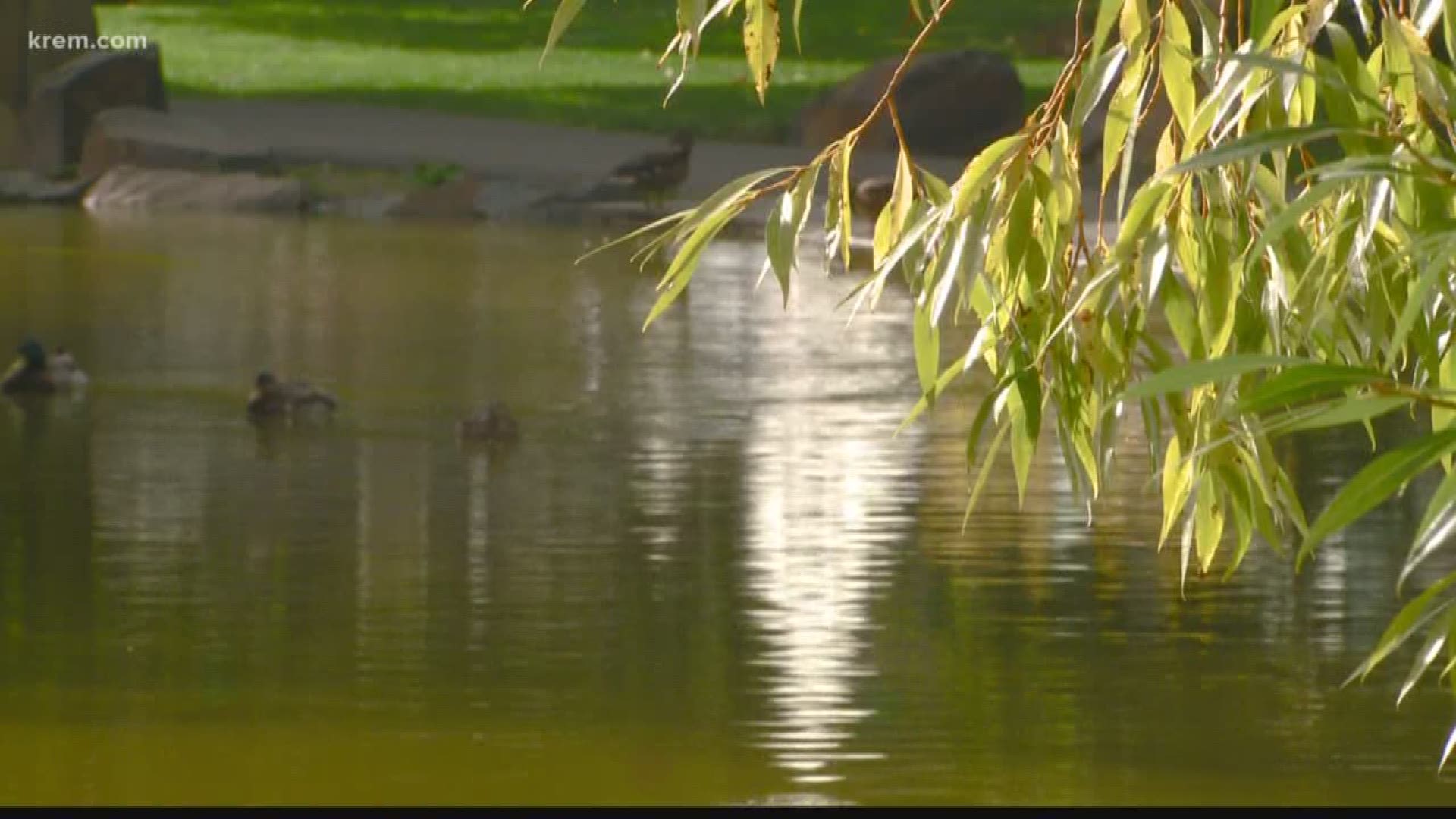 Many people have noticed that the pond looks green. The city of Spokane says it’s because of planktonic algae.