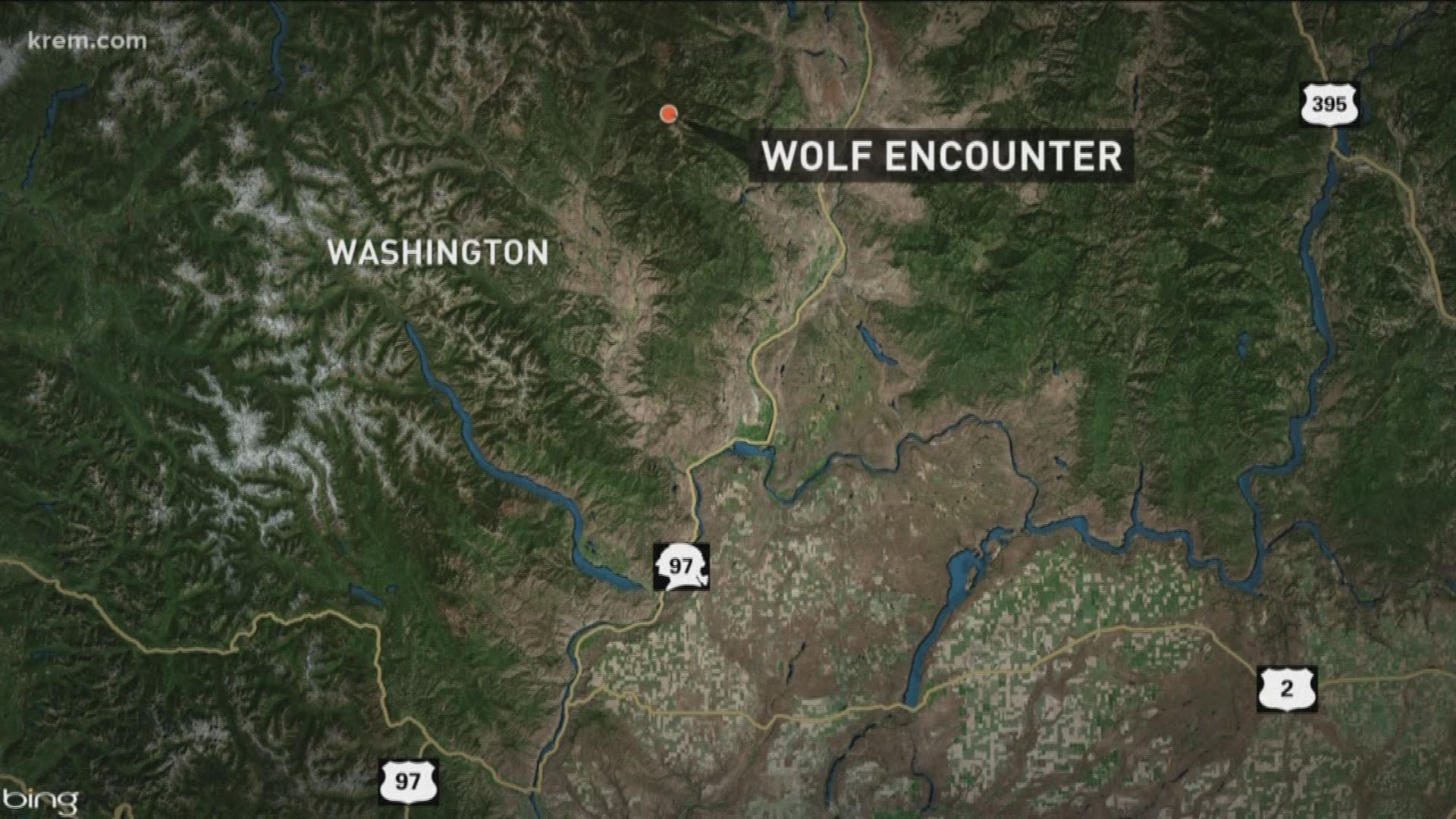 Research student climbs tree in Okanogan Co. to escape wolf pack, helicopter sent in to rescue her