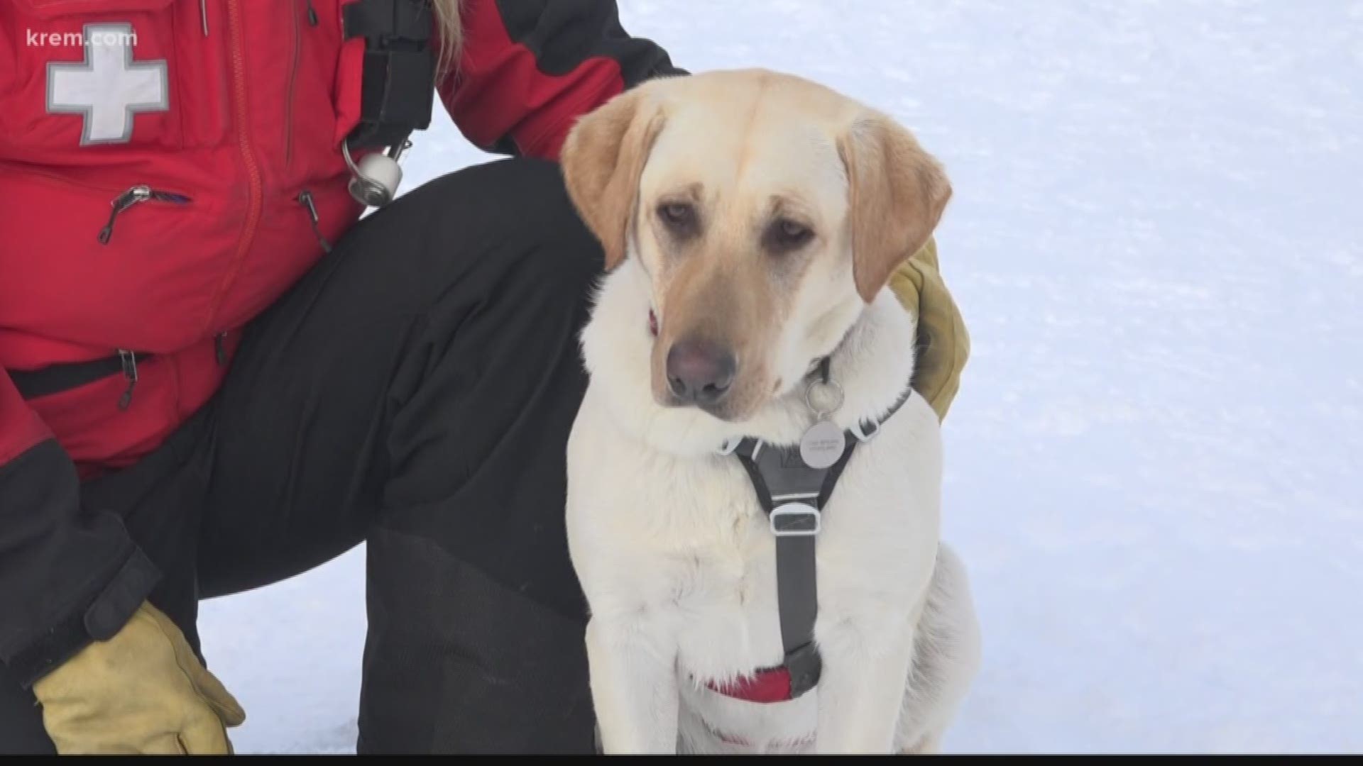 You might remember Murphy as a tiny yellow lab puppy. She was born in February 2018 and is now training to be an avalanche rescue dog.
