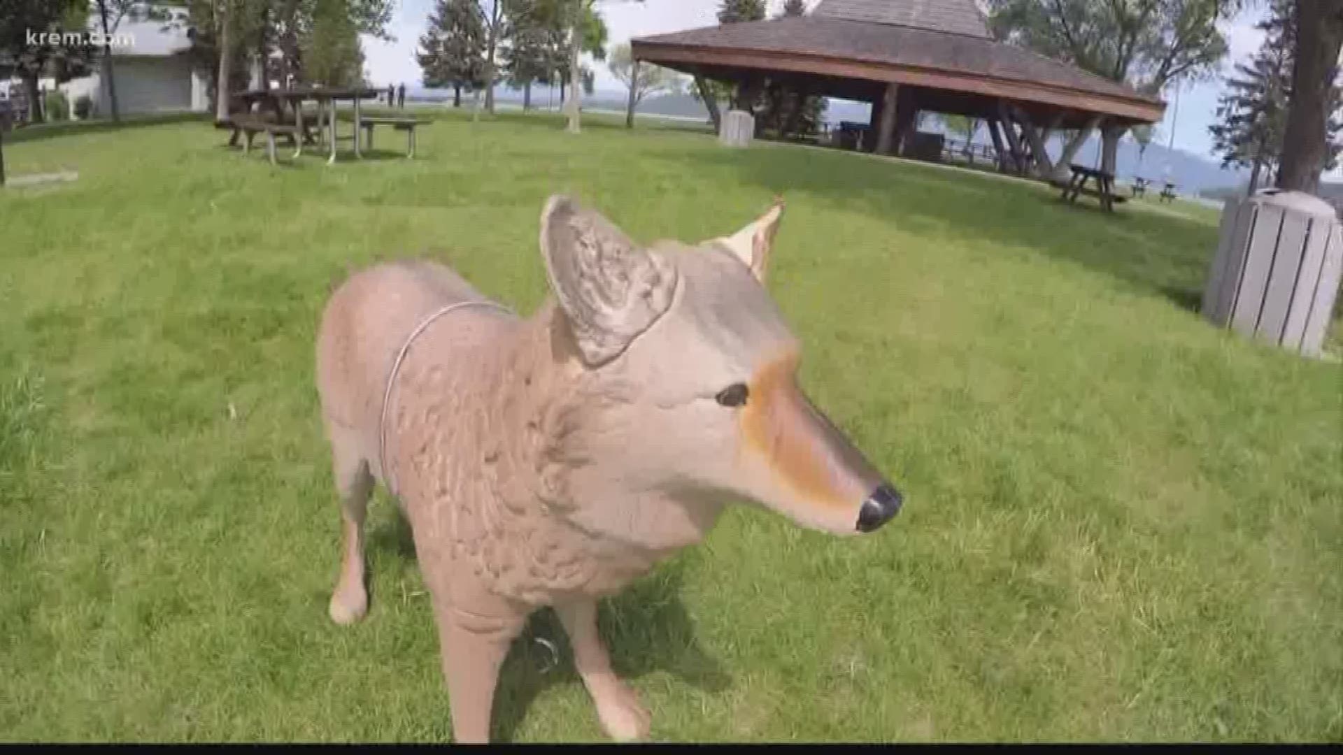 Sandpoint uses fake coyotes, scent to scare nuisance geese off beach