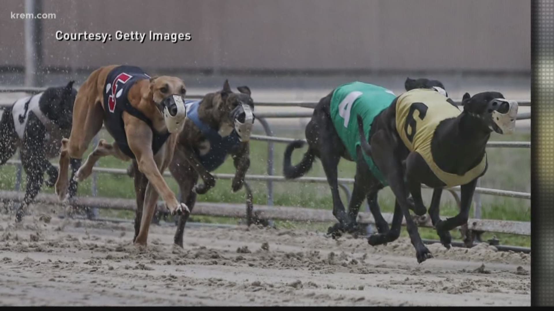 Greyhound racing dogs coming to Pacific Northwest for adoption