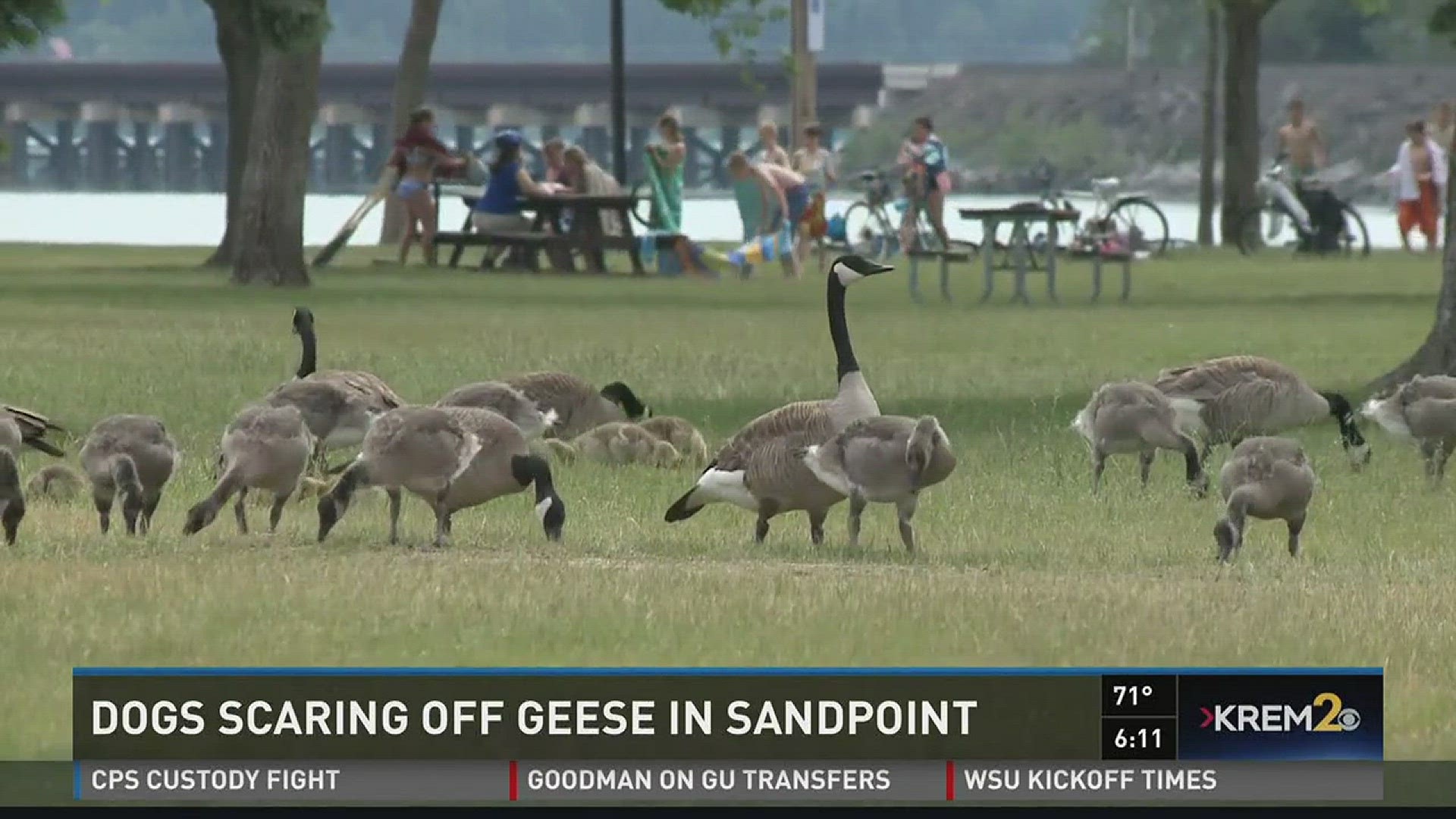 City officials hired two border collies to chase the 150 geese off a city beach.