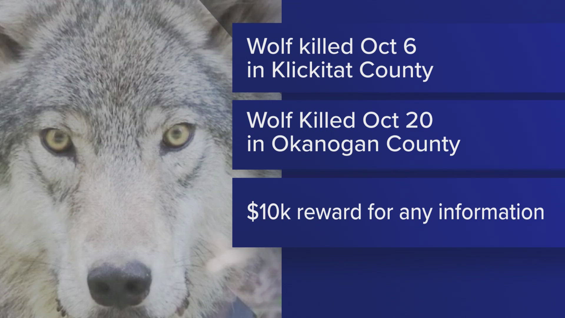 One wolf was killed in Klickitat County, and another was killed in Okanogan County.