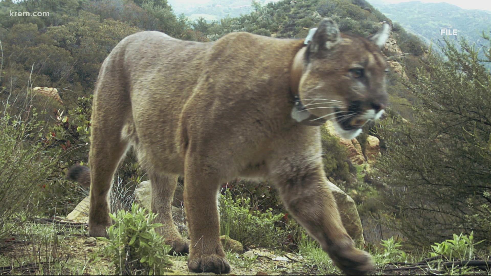 The Lutherhaven Camp in north Idaho doesn't see many wild predators, but the executive director said staff is trained and prepared for if wildlife encounters occur.