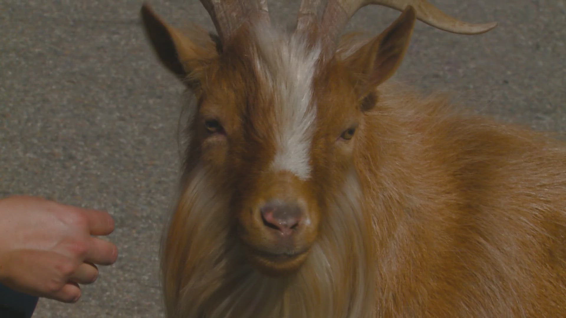 Bo and last year's mascot, Cedar the Highland Cow, will be at the fair every day at 3 p.m. for people to meet.