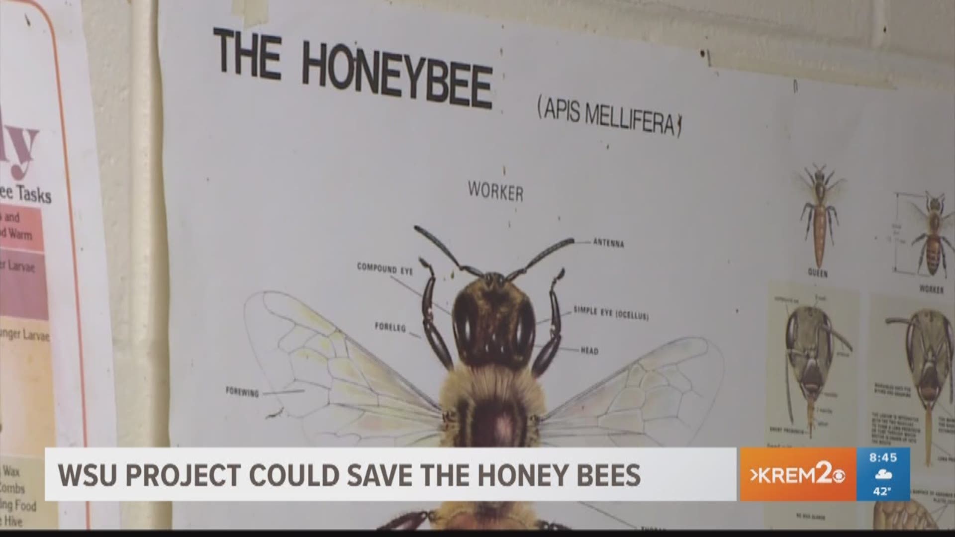 WSU Honey bee project (4-10-18) 