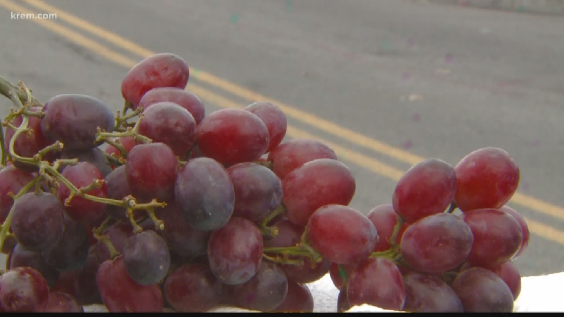 WSU researchers are testing if grape skins can be used as a deicer that is more environmentally friendly and road-safe than traditional deicer.