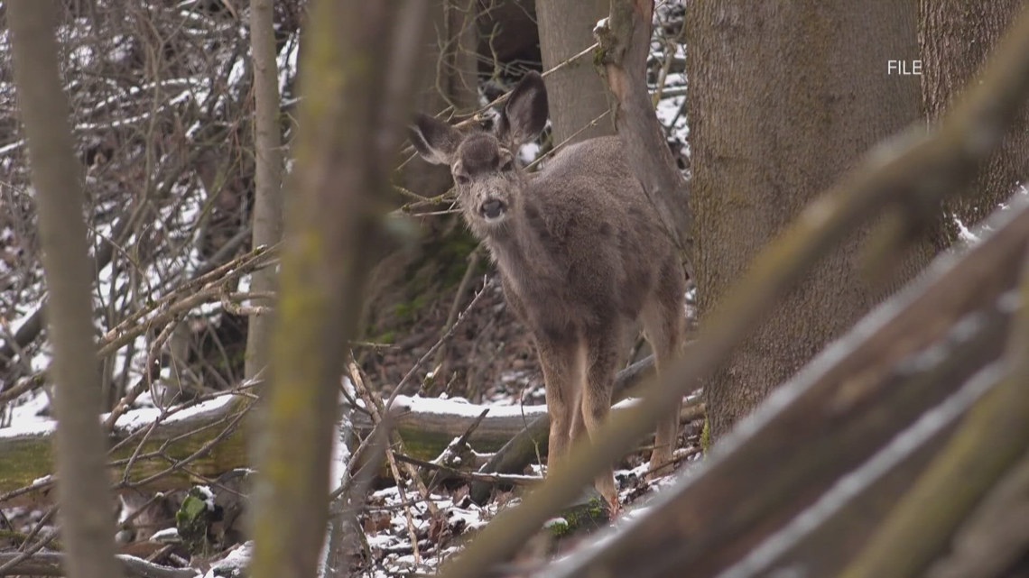Idaho Fish and Game investigating incidents of deer being shot, left to waste