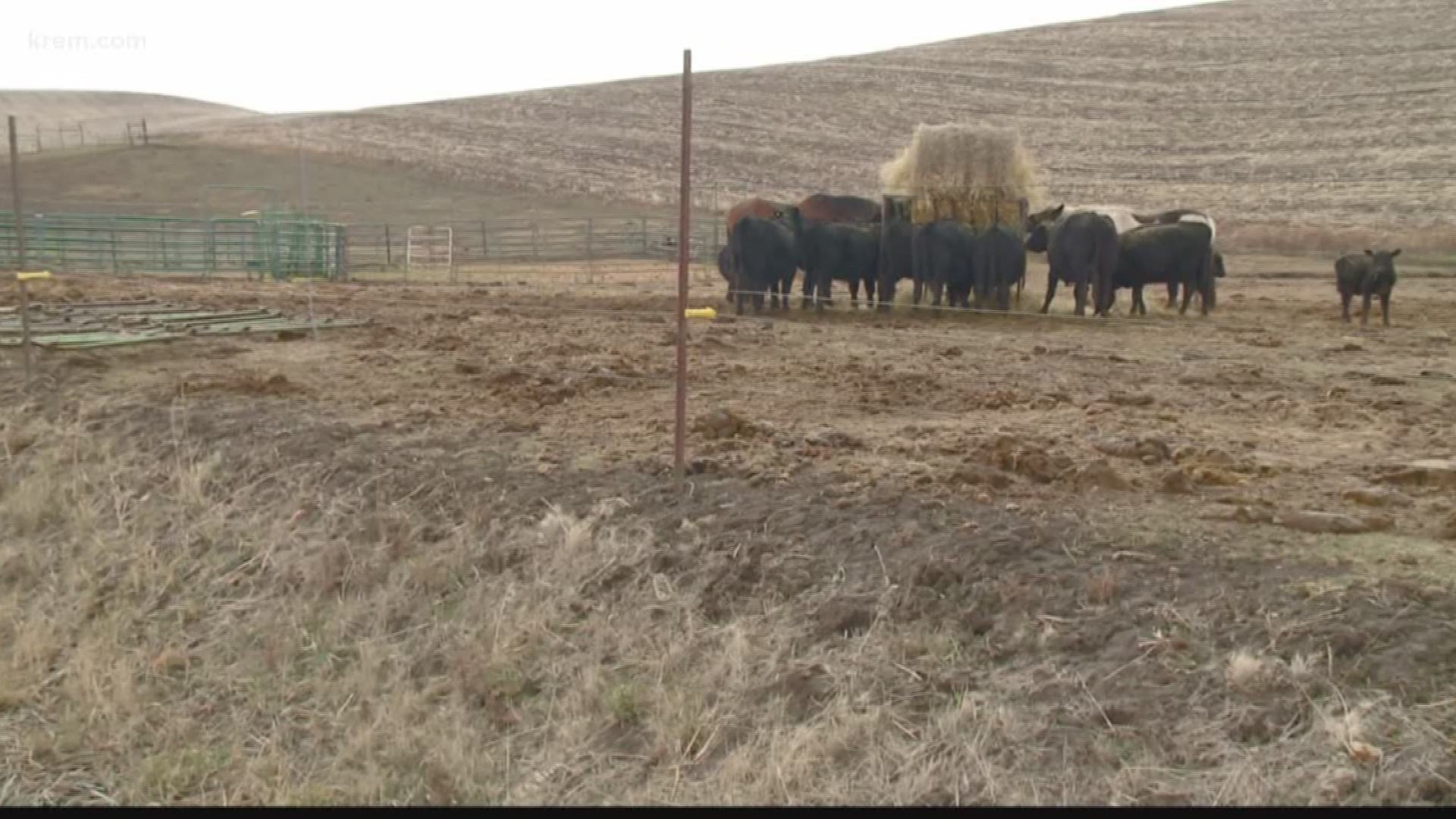 A Spangle man is offering a reward for information on who killed two of his calves over the weekend. The two killed calves were six-months-old.