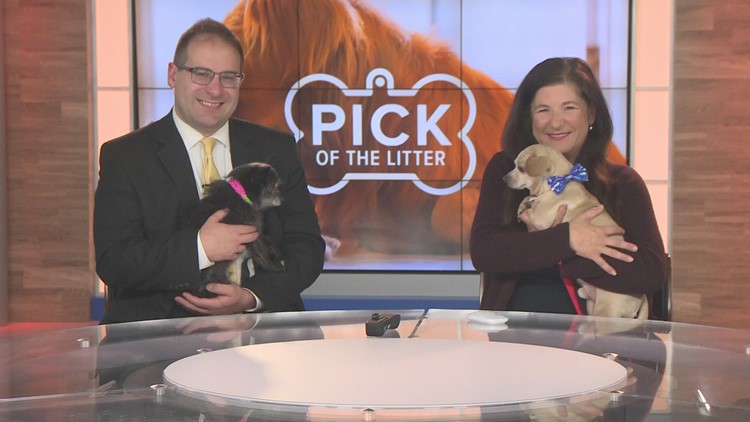 Meet Chuck and Mickey, this week's Pick of the Litter!