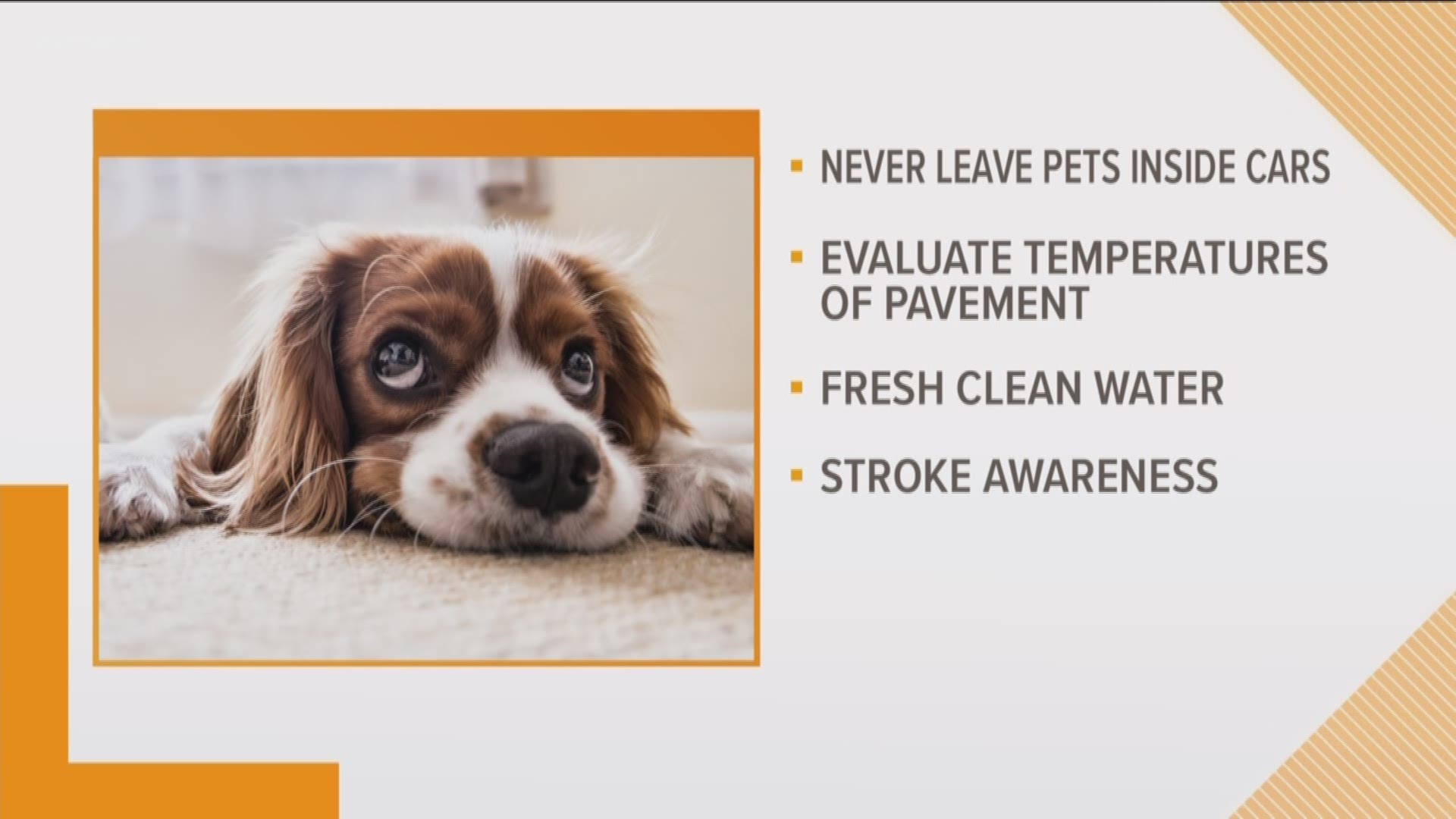 Pets don't cool off the same way you do. Dr. Heidi Patterson, from the SouthCare Animal Medical Center, is sharing tips to help prevent heat related injuries and illnesses.
