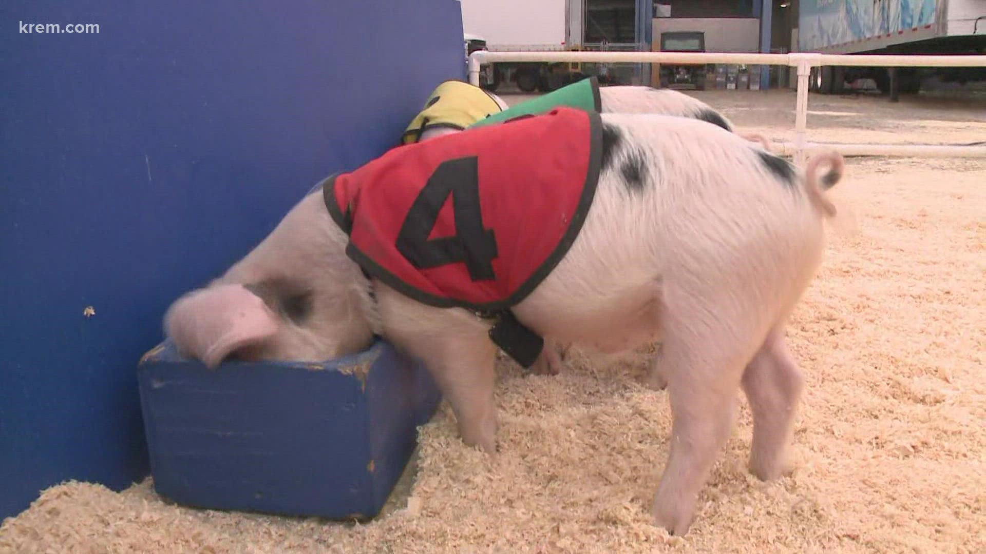 Pig racing is featured at this year's Spokane County Fair starting on Friday, September 10.