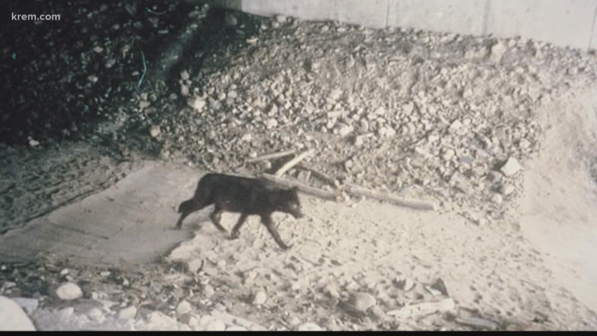 Verify: Are animal bridges over major roadways really effective?  (2-27-18)