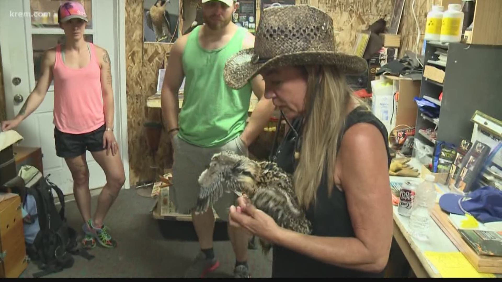 Young osprey with fishing line wrapped around leg rescued by Coeur d'Alene non-profiit