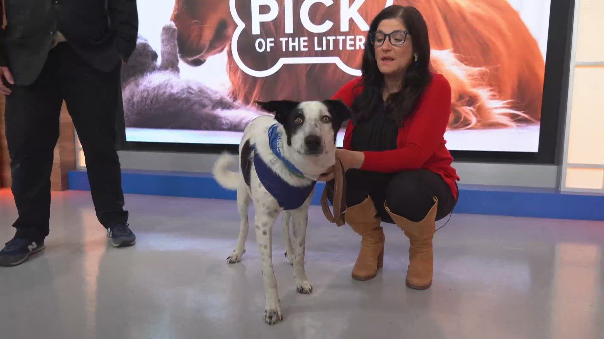 Jimmy was part of SCRAPS' Prison Program so he was very well trained by an inmate. He loves kids, but has a hard time with chickens. Adopt this guy today!