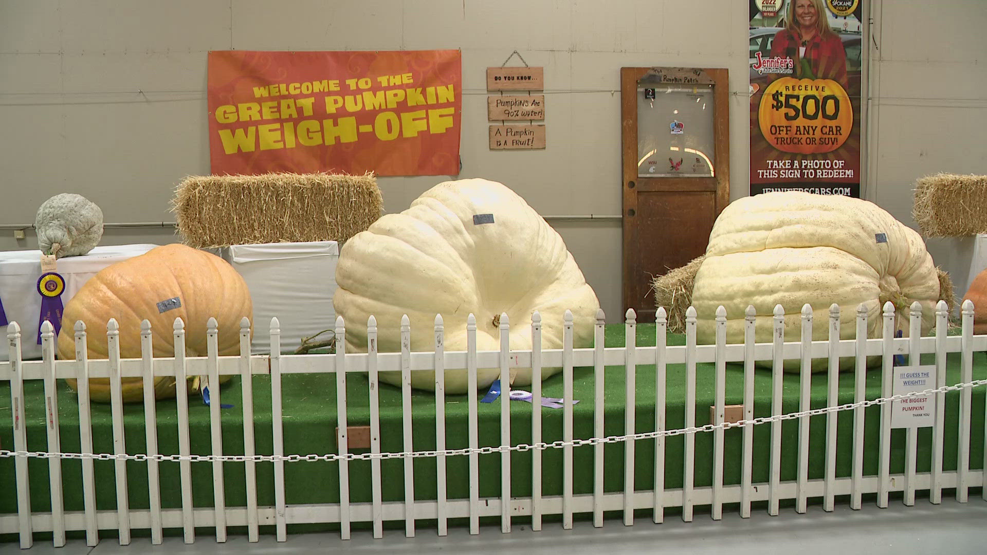 Resident pumpkin booth expert Bob Field talked about the massive gourds and what the hot weather meant for entries.