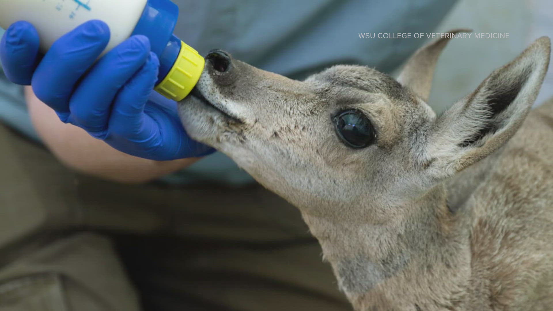 "Marcie" the pronghorn was rehabilitated at WSU over the summer after a curious dog took the antelope from its herd.