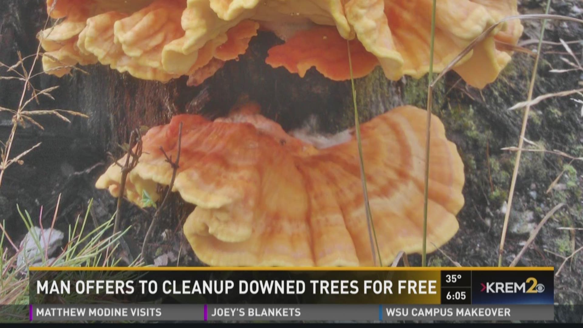 Spokane Valley man grows mushrooms from windstorm debris