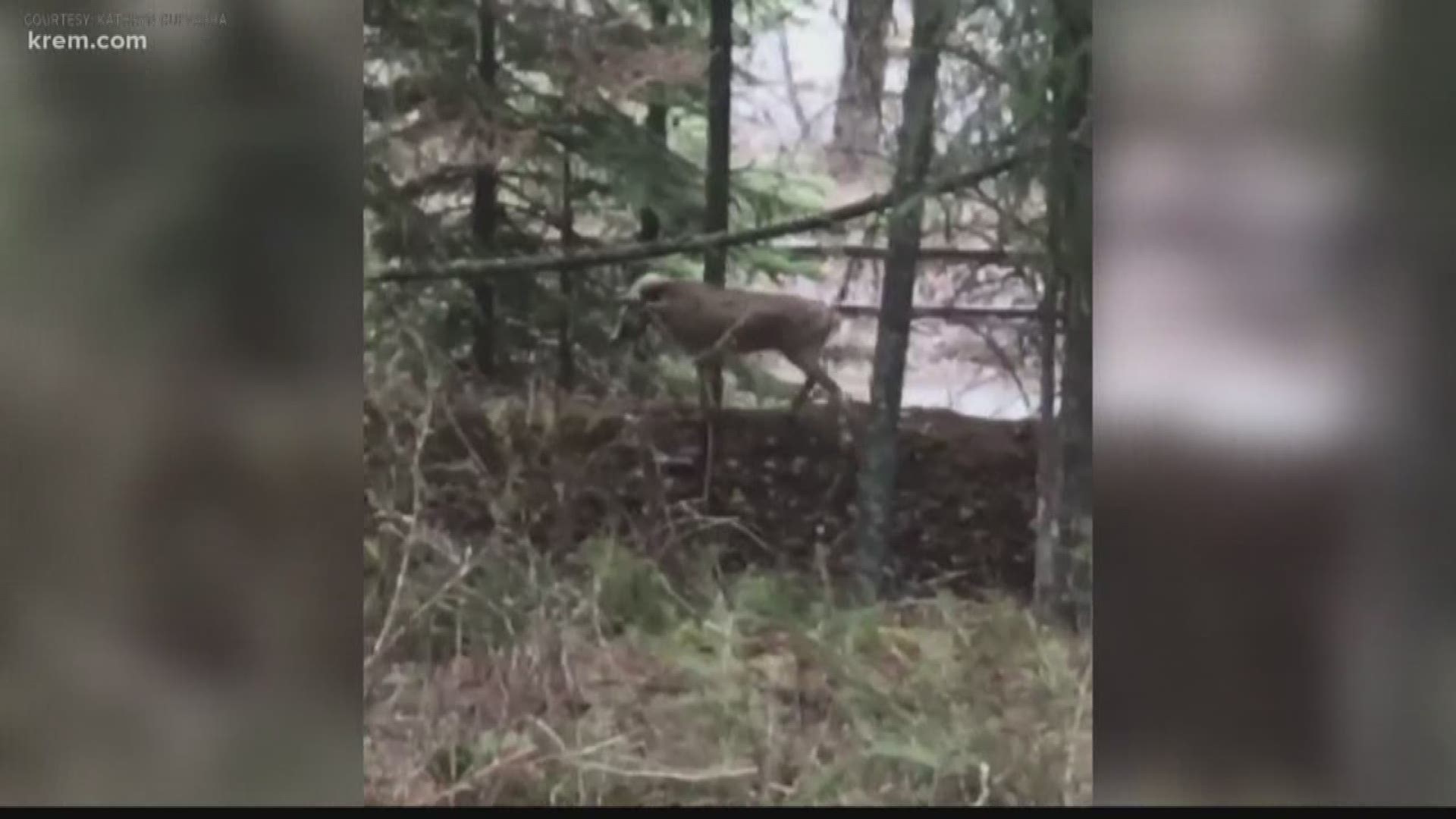 Idaho Fish and Game says they're aware of the deer and game officers have been keeping an eye on her. They too say she appears to be healthy and has given birth.