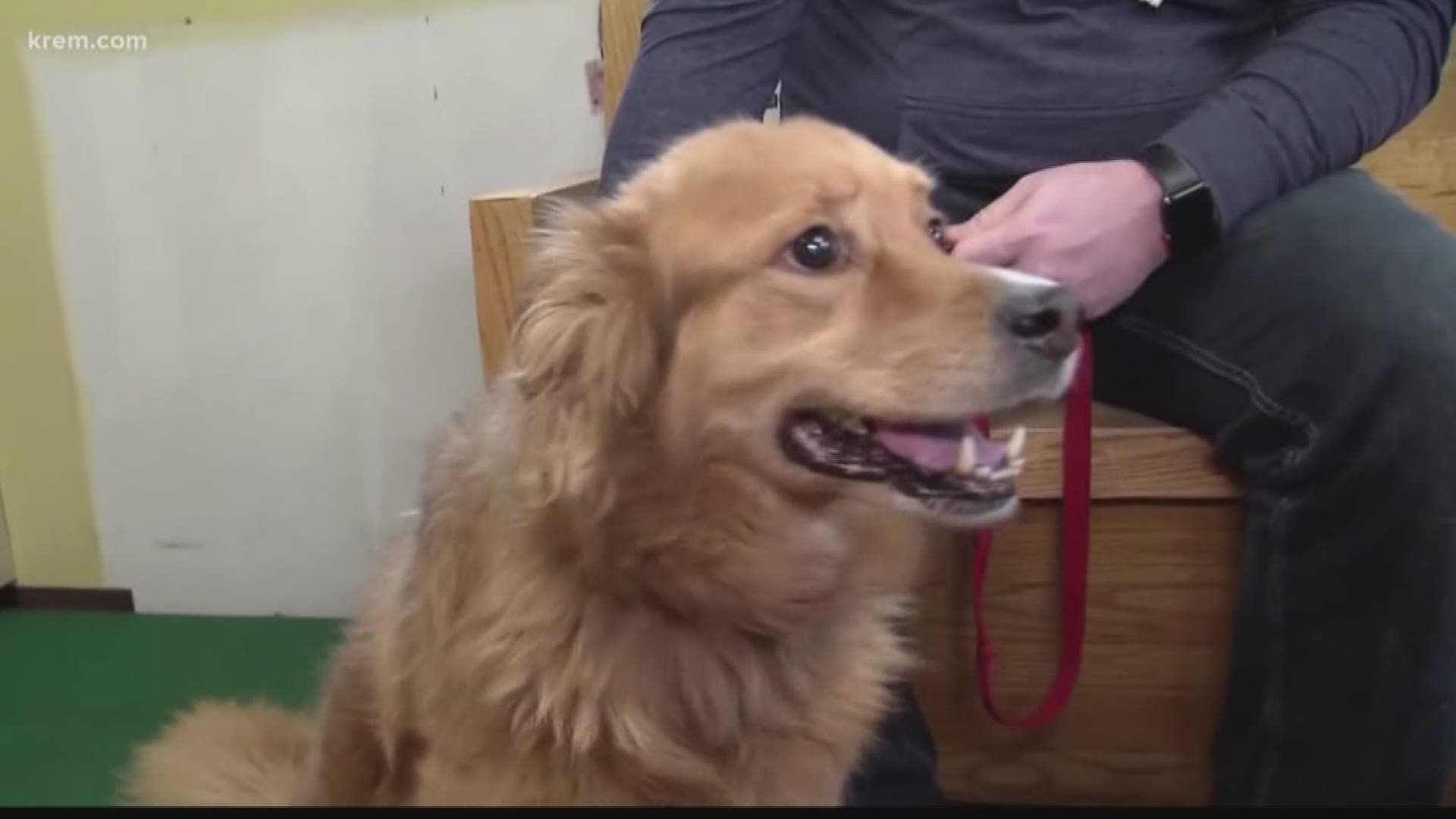 KREM Reporter Amanda Roley visited with local animal vets to talk about how they are staying vigilant against people using their pets to get opioids.