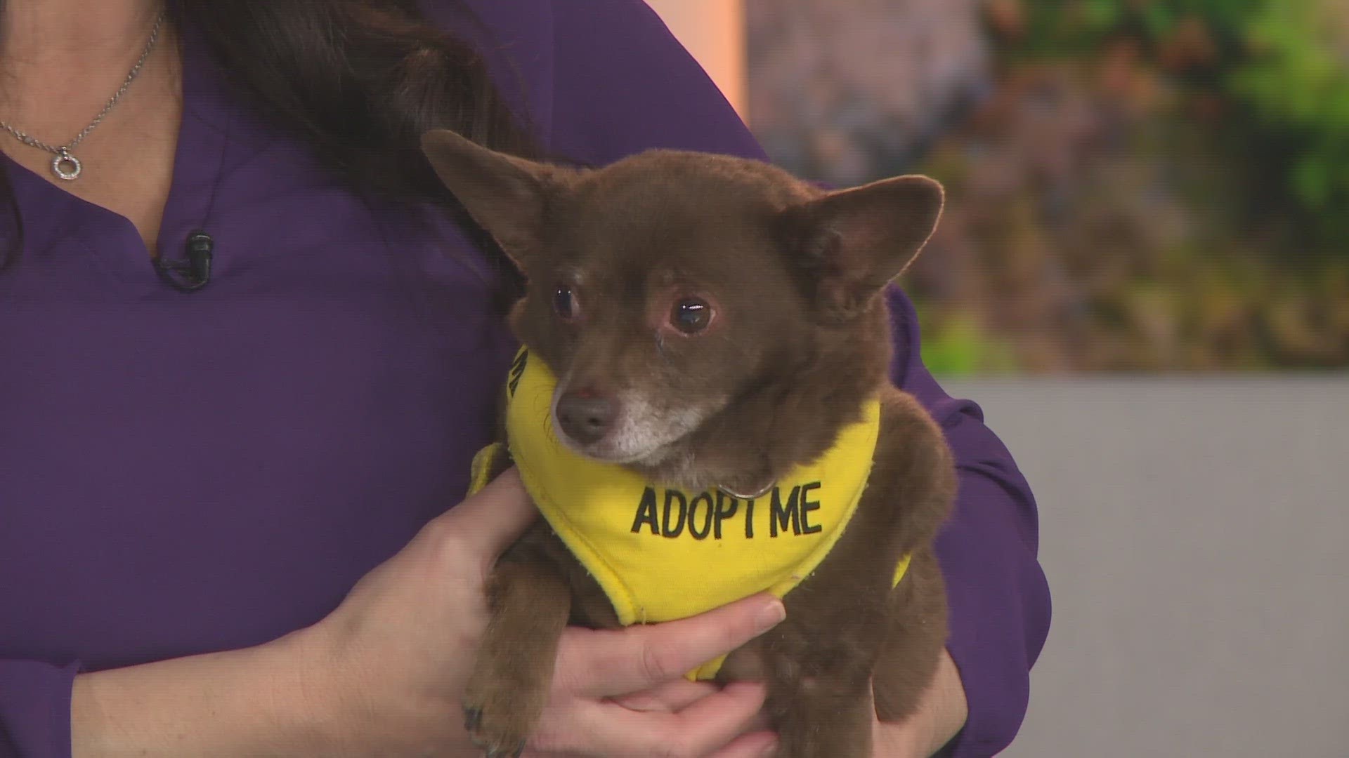 Yoda is 9 years old and in need of a forever home.
