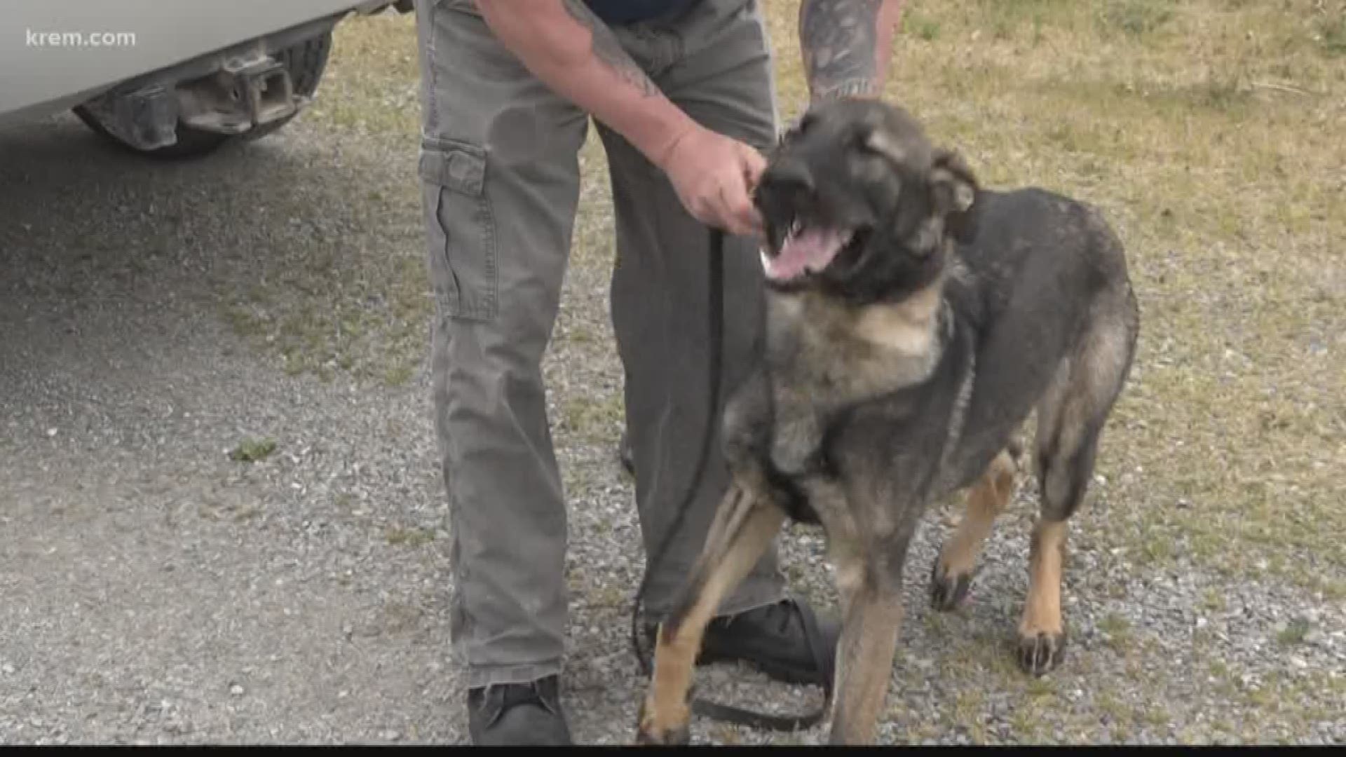 Retired Spokane County Sheriff's K-9 Laslo welcomed nine puppies about 8 months ago. Now - they're all grown up.. and one of them is on his way to following in his dad's footsteps. (5-17-18)