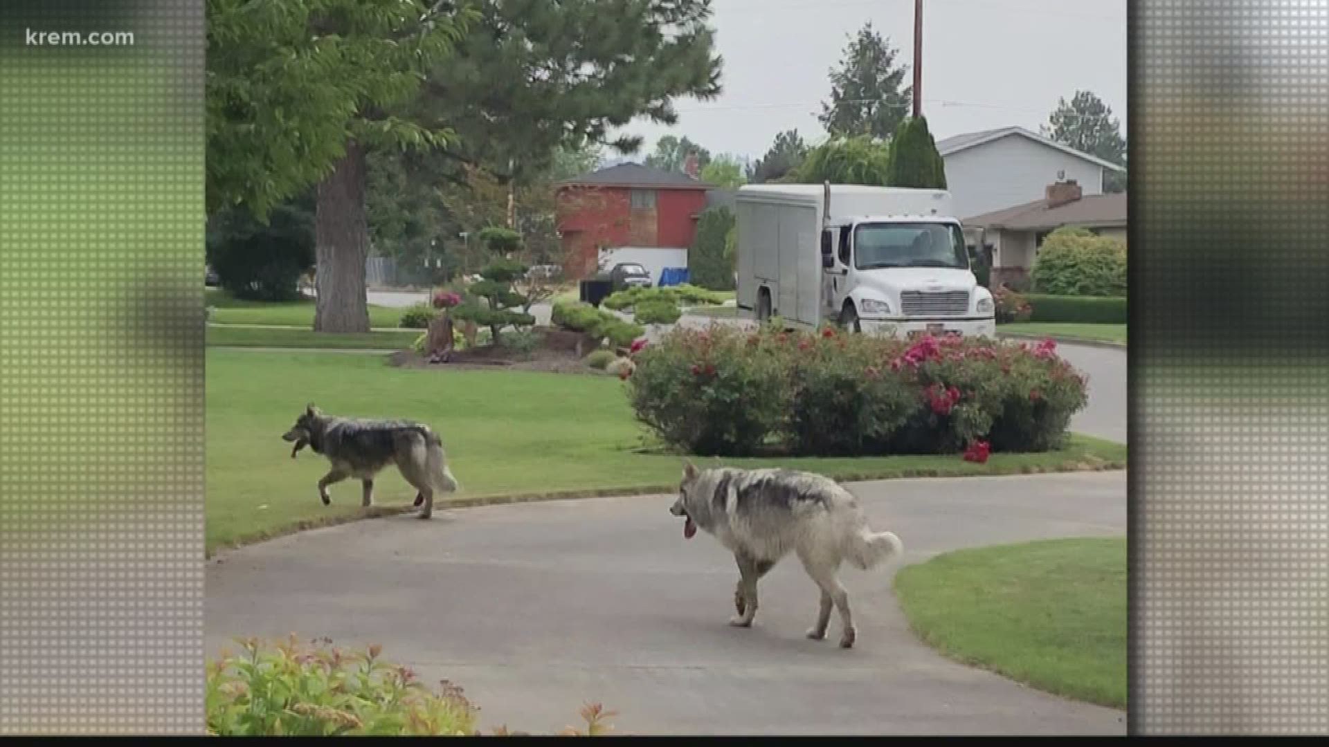 People thought they saw wolves in Spokane Valley, turns out they were dogs