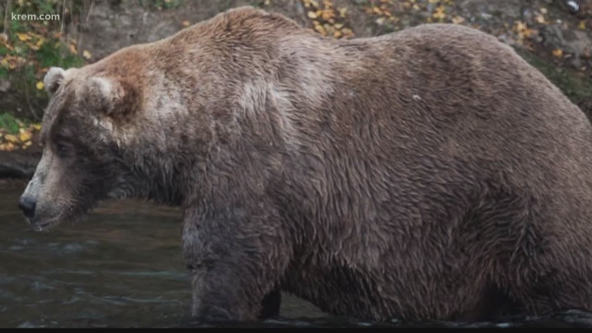 Biggest bear contest at Katmai National Park